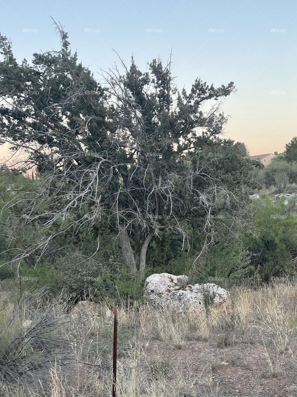 Grounding like trees 