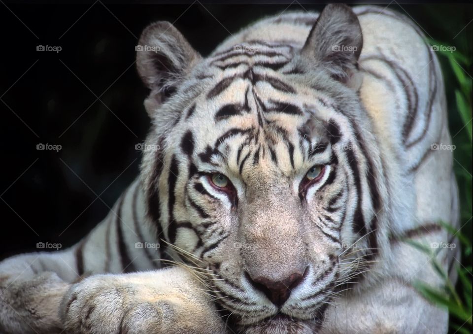 A portrait of an over tired white tiger. Don't mess with him!