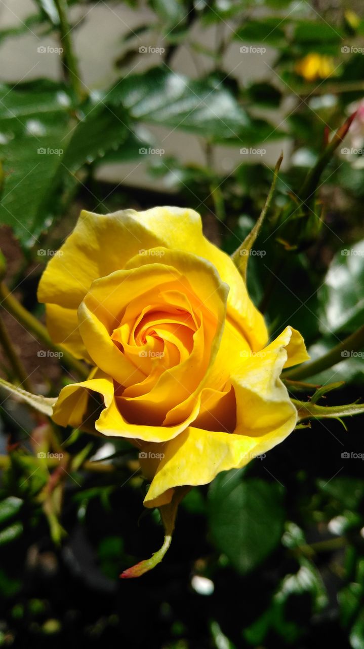 Yellow roses are under-appreciated yet are just as bright and beautiful as any of the other colors.