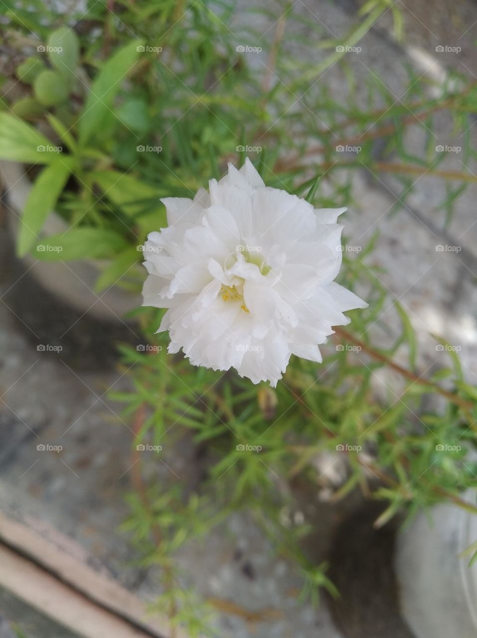 white flower seasonal fresh shurb small size looks very beautiful generally found everywhere seasonal