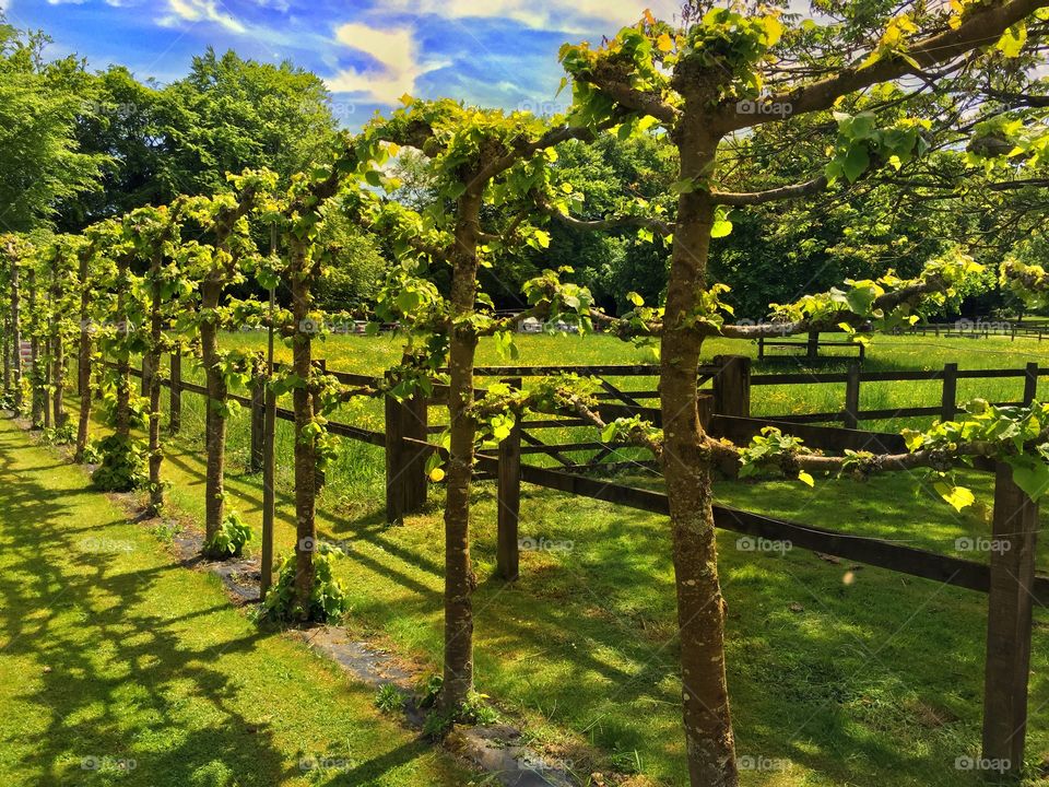 Row Of Trained Trees