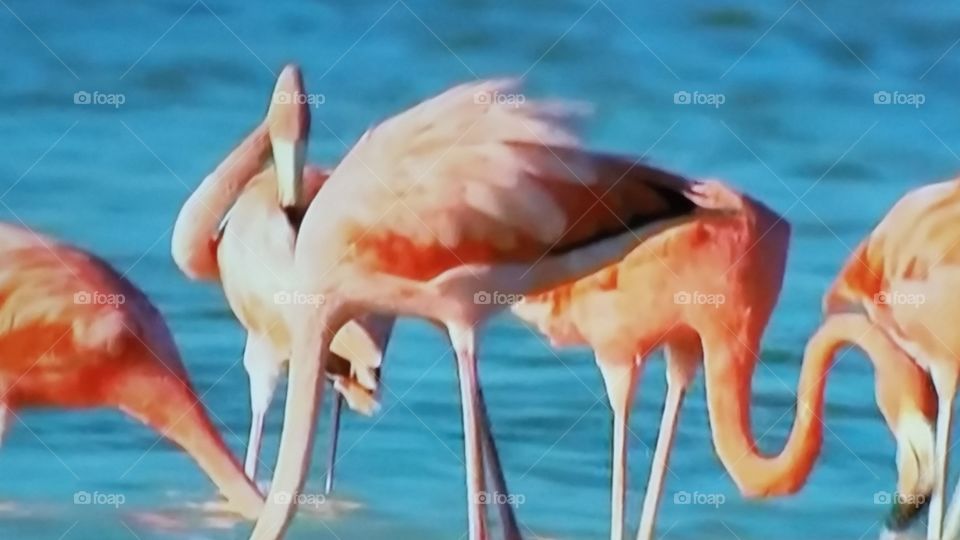 flamingo