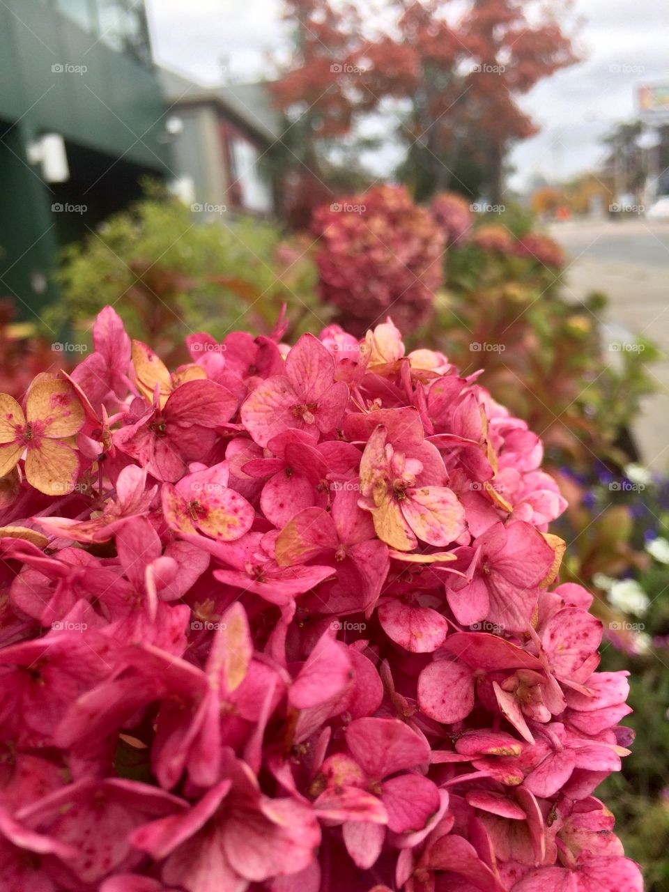 Beautiful flowers 