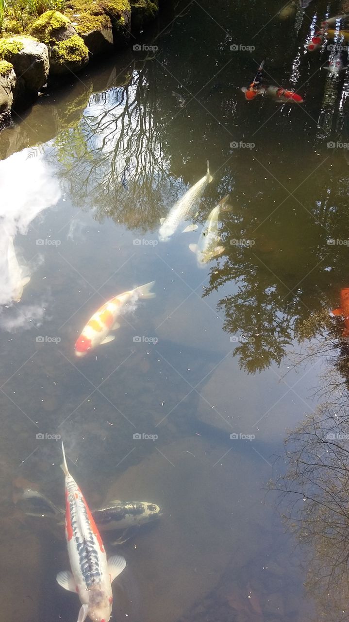 koi fish