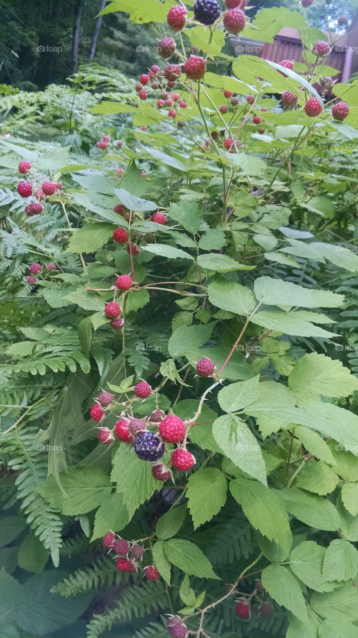 berries in july
