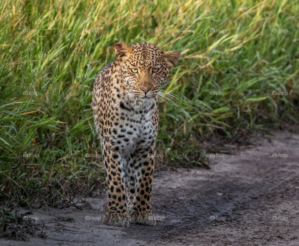 Linyanti, Botswana wildlife pictures