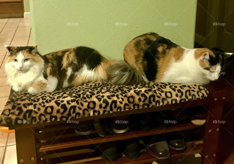 Calico Kitty Sisters 