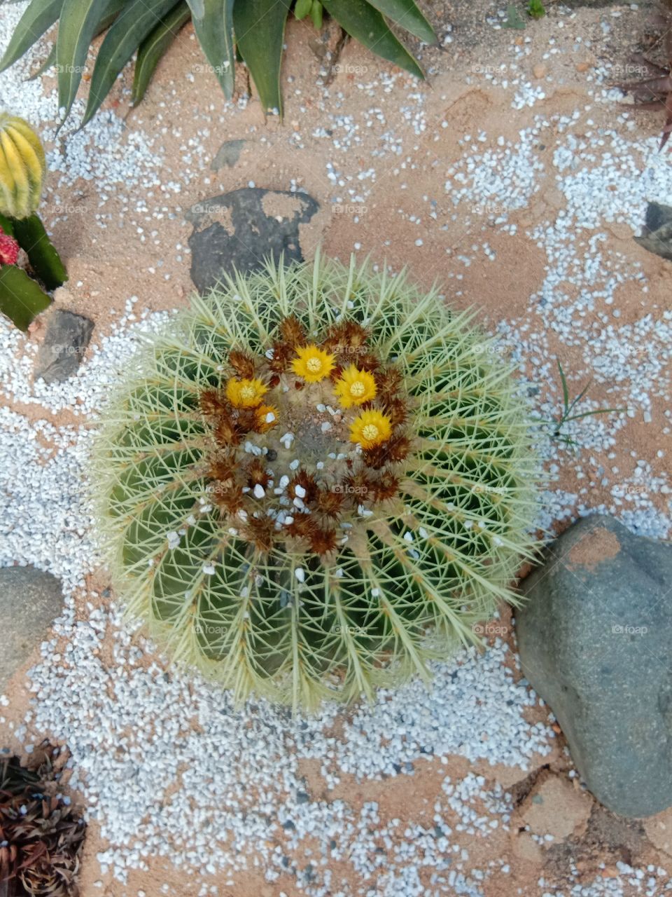 cactus,  shapes of nature