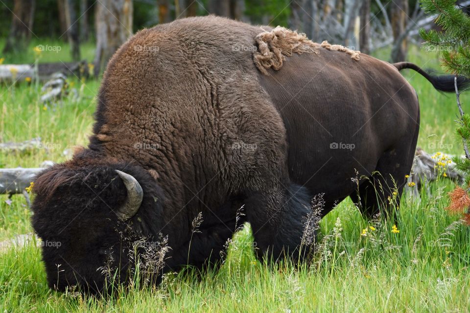 Buffalo bison