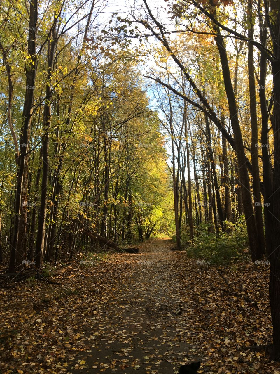 Fall forest covered in yellow 
