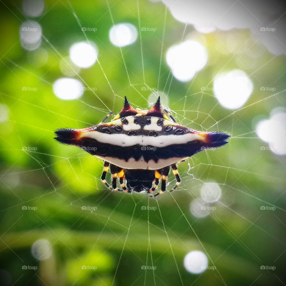 The symmetrical jewel spider