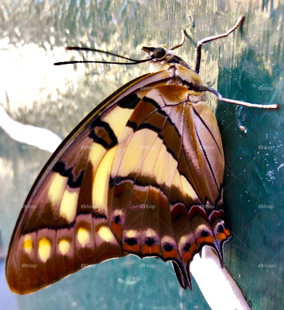 Dainty Swallowtail Butterfly resting from the 40C heat