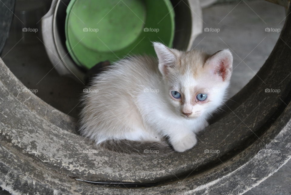 kitten