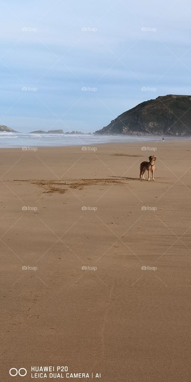 My dog in the beach.