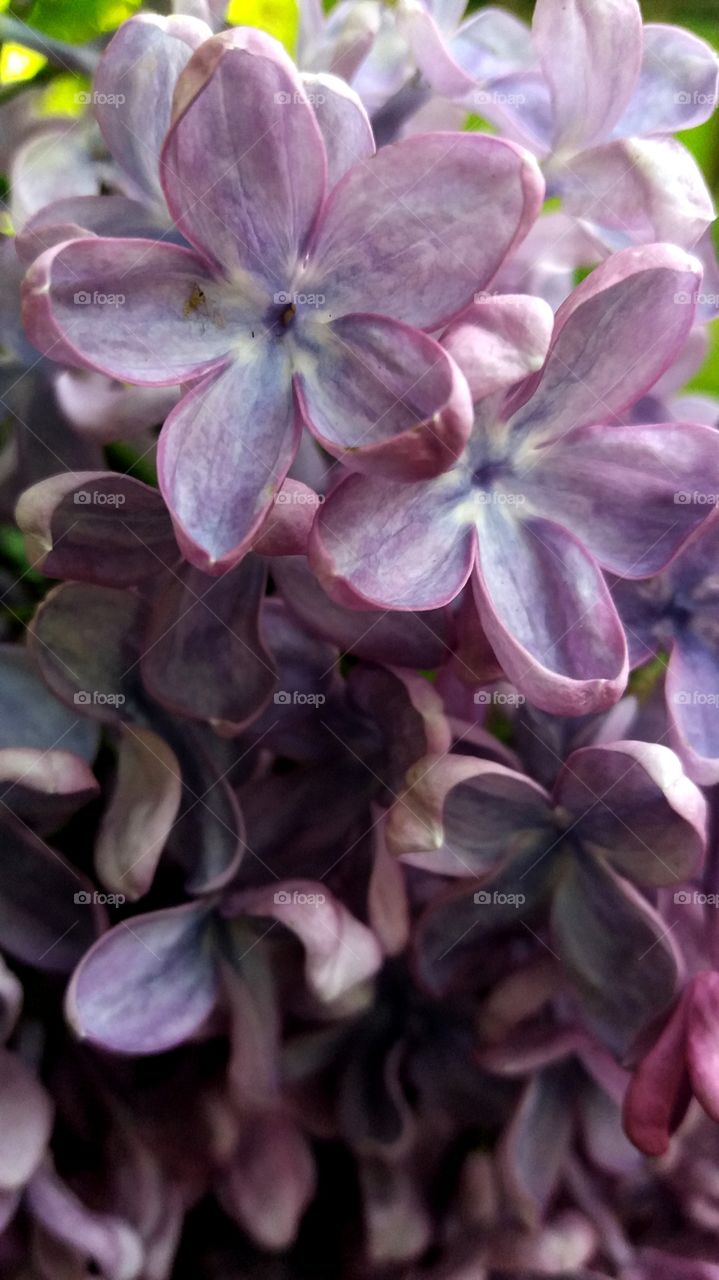 lilacs close-up