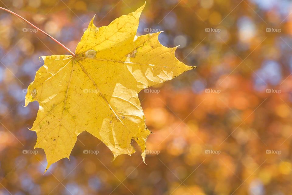 Autumn leaf on the tree