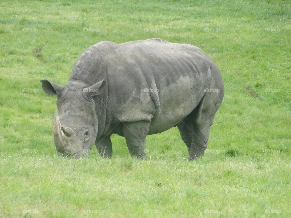 Rhino. At safari in Canada 