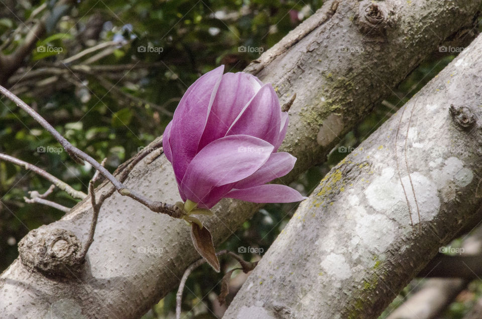 Blooming flower on tree trunk