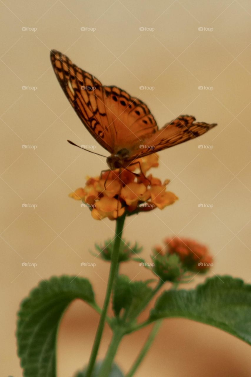 An Euptoieta heresia , or Mexican fritillary, a tropical orange and black butterfly, lands on an orange flower of the same shade. 