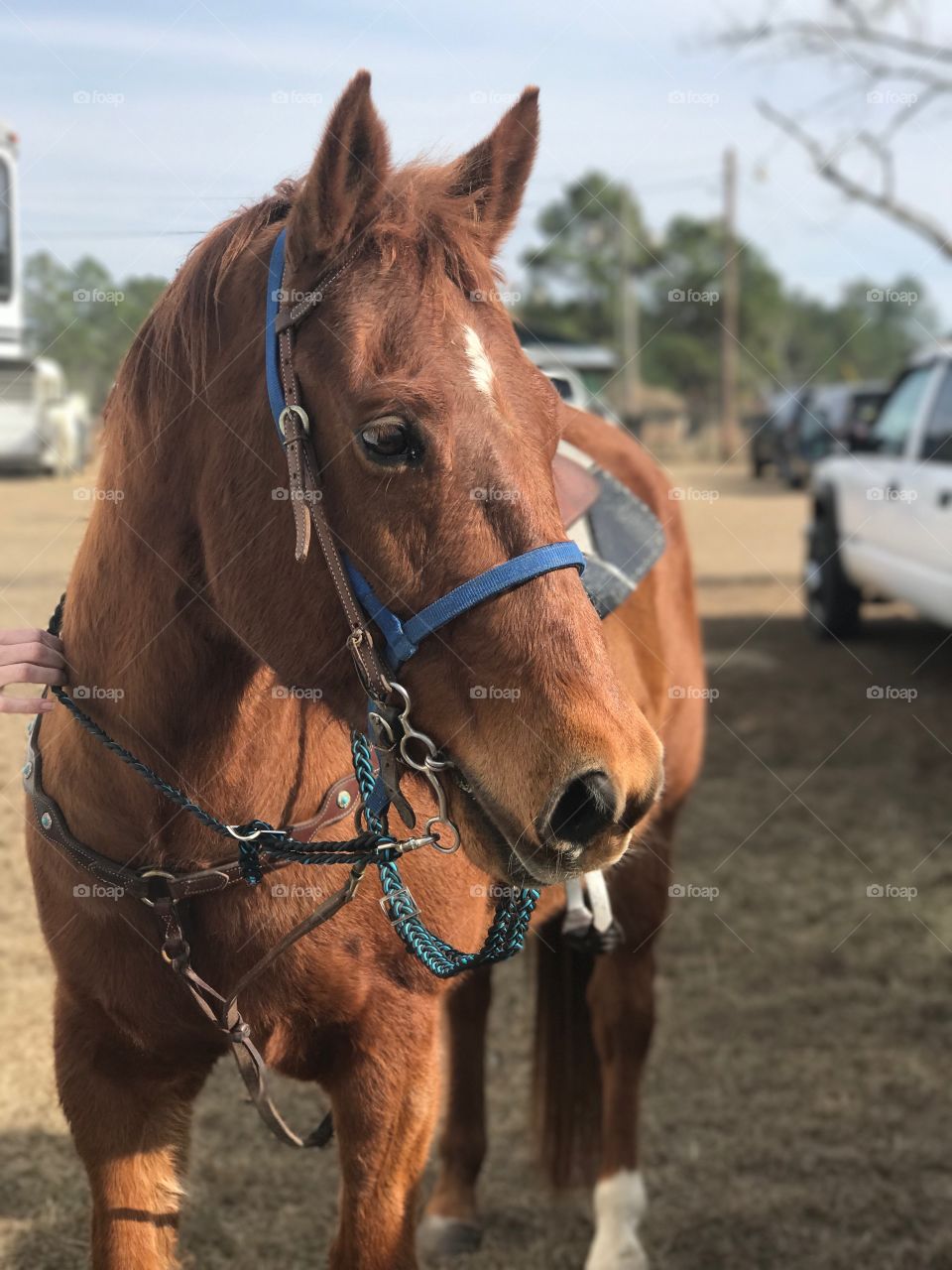 Barrel racing horse Harley at a horse show in between runs. 