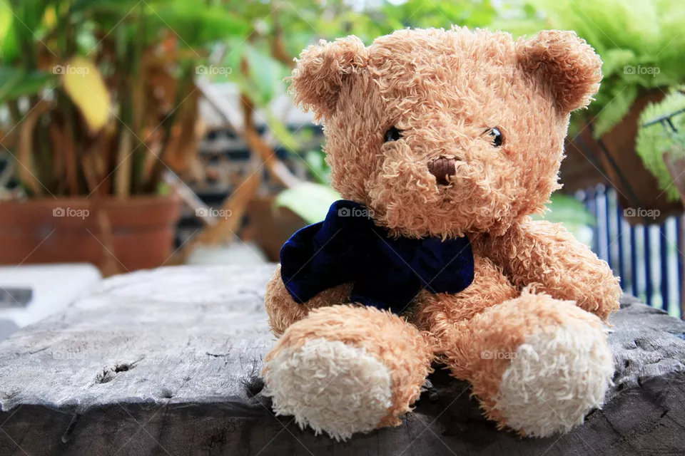 bear