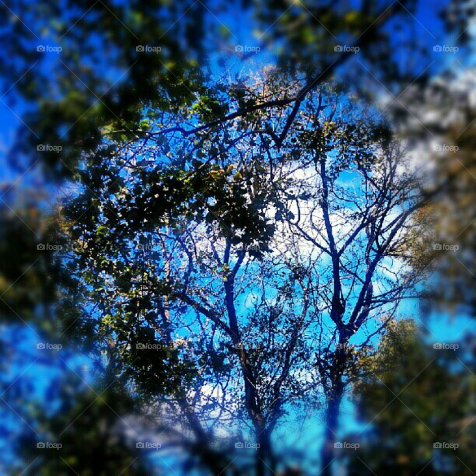 Tree, Nature, Wood, Landscape, No Person