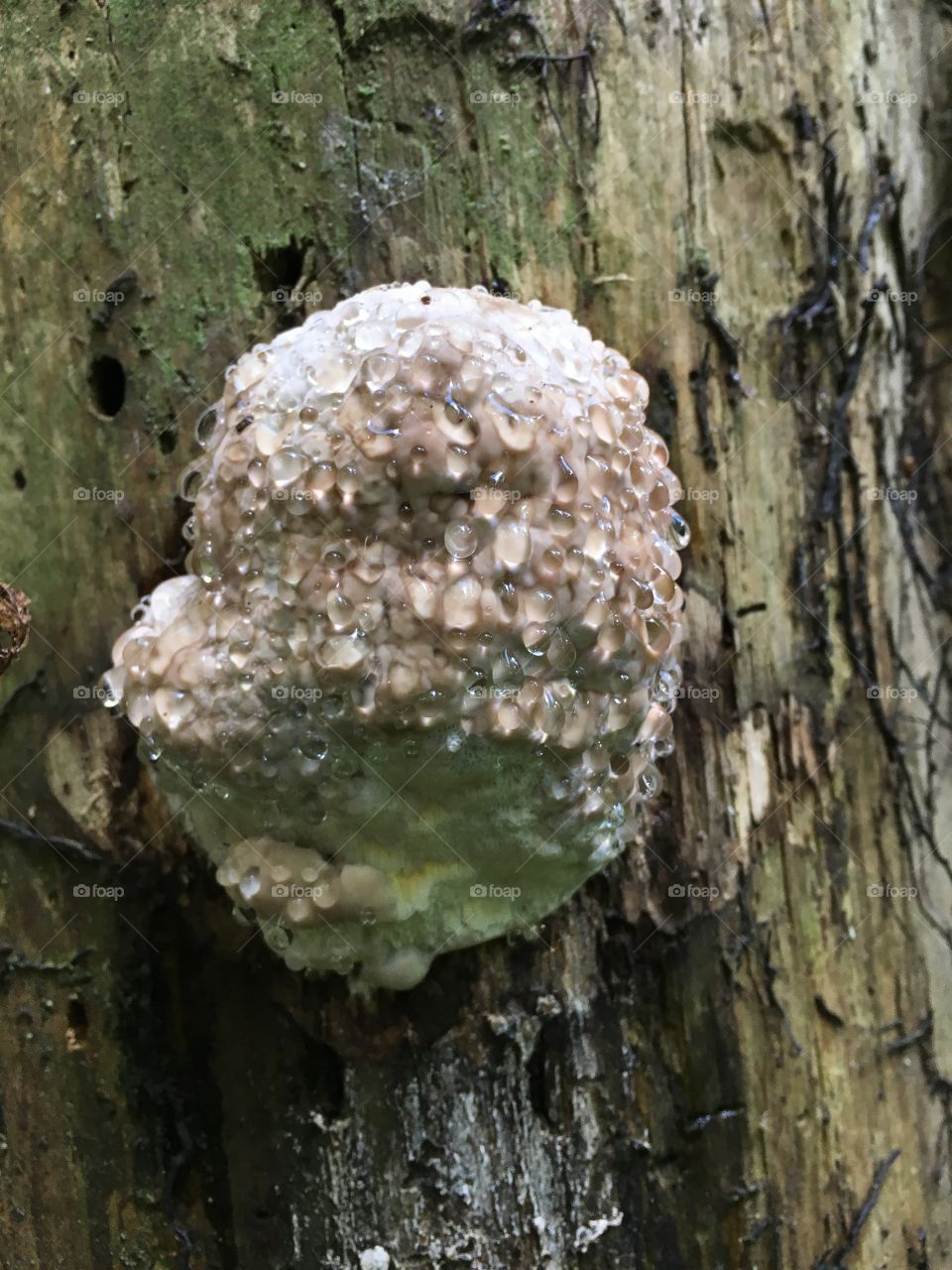 Ticka svamp, Polypore fungus, mushrooms , Getåravinen Nature Reserve

