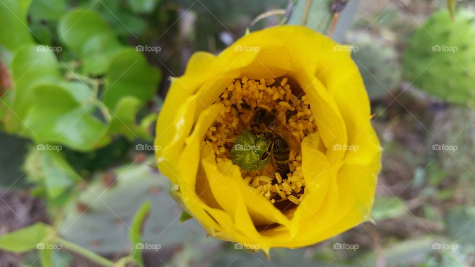 Bee Dining on cactus flower