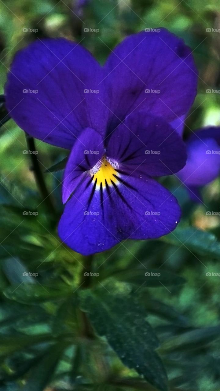 Macro photo of flower growing in the garden