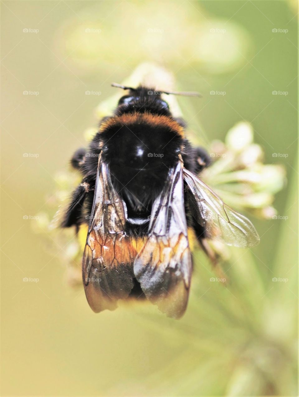 Bumblebee on a flower 