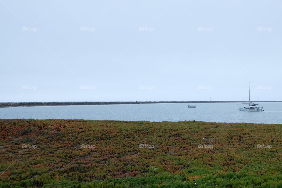 Still waters of the ocean. Ice plant growing on the beach.