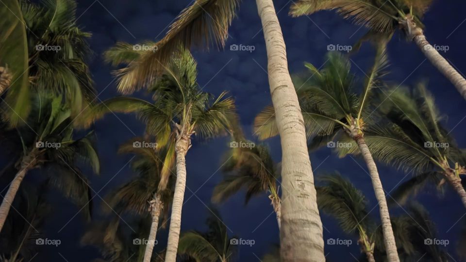 Palm trees at night