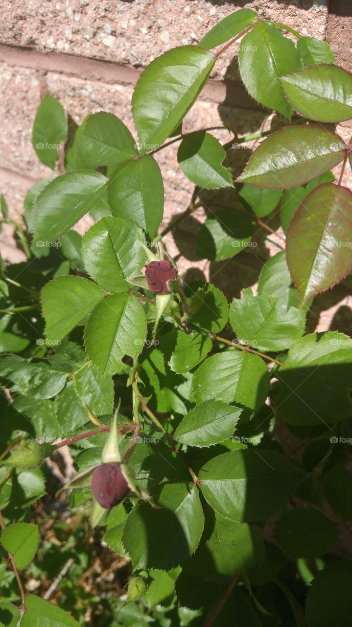 a small red rose bub about to bloom
