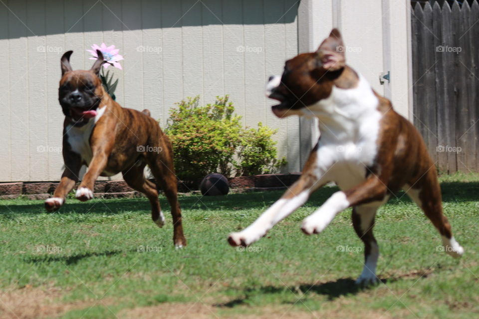 Dog, Mammal, Canine, Pet, One