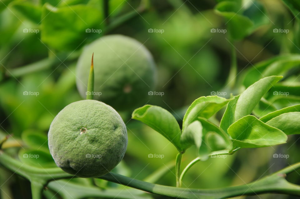 Green orange growing on tree
