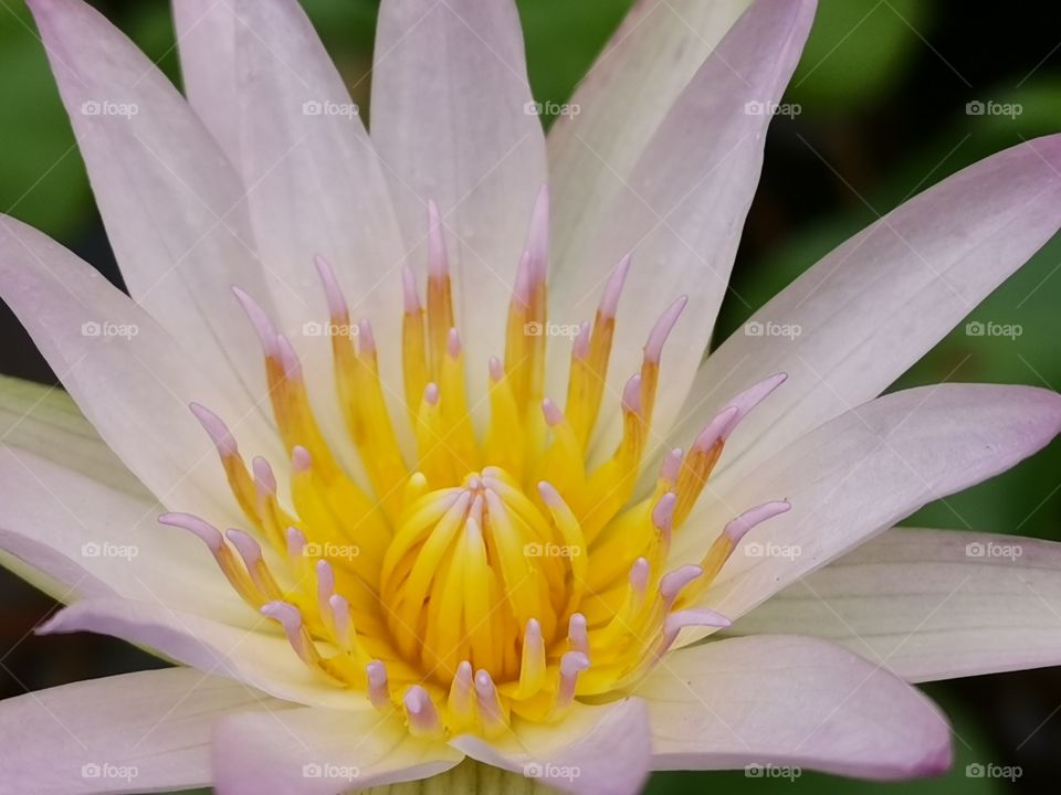 Lotus