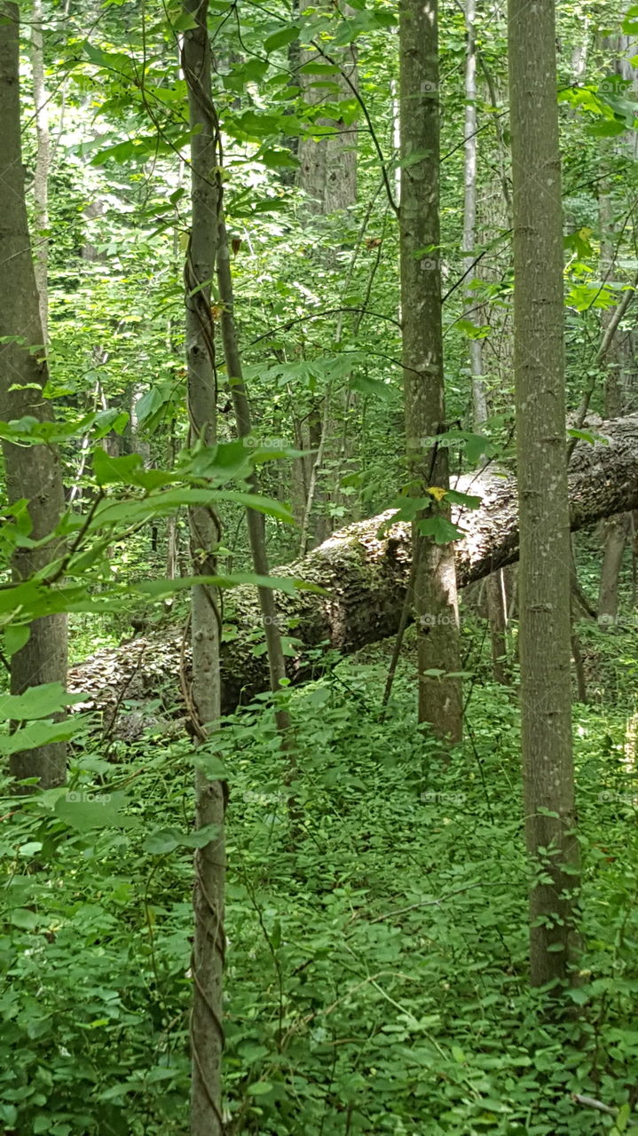 fallen tree in the woods