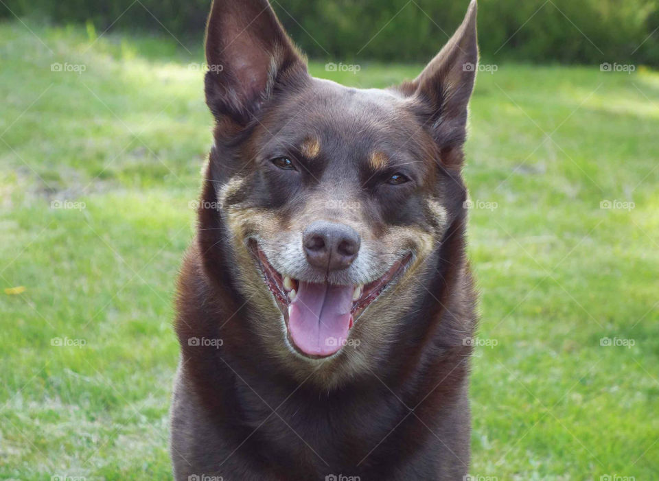 Australian kelpie on grassy field