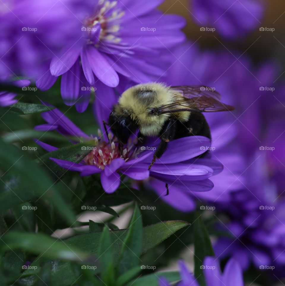 Bee