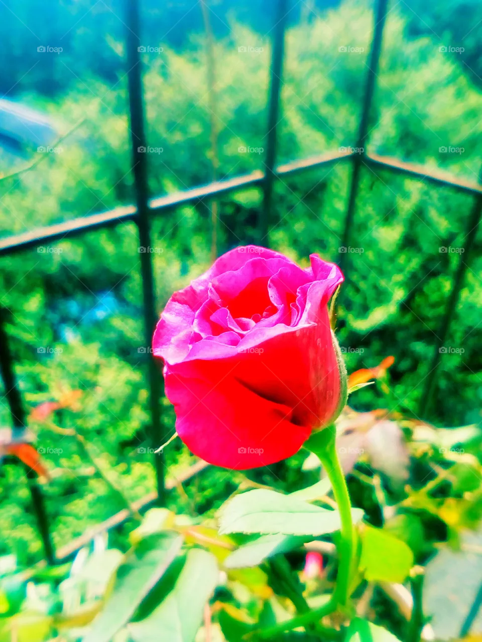 rose