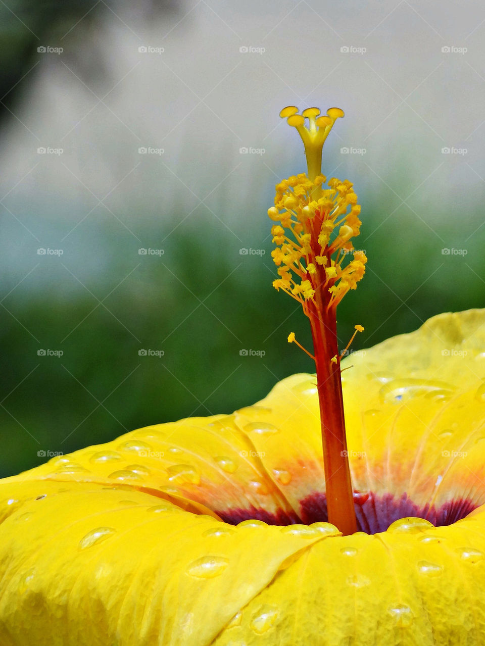 yellow pollen flower closeup by sonchai