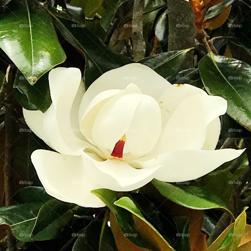 Magnolia 2