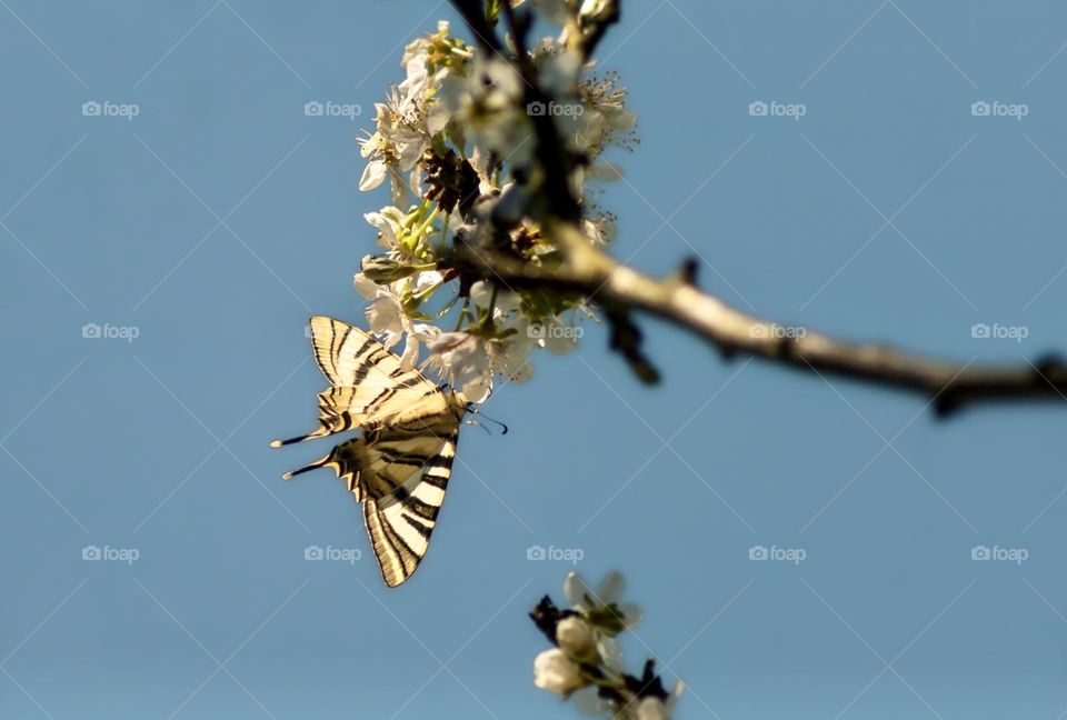 A swallowtail butterfly viewed from below as it drinks nectar from blossom, below a clear blue sky