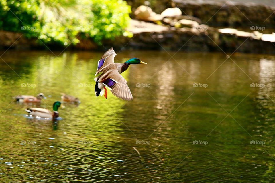 Duck in flight 