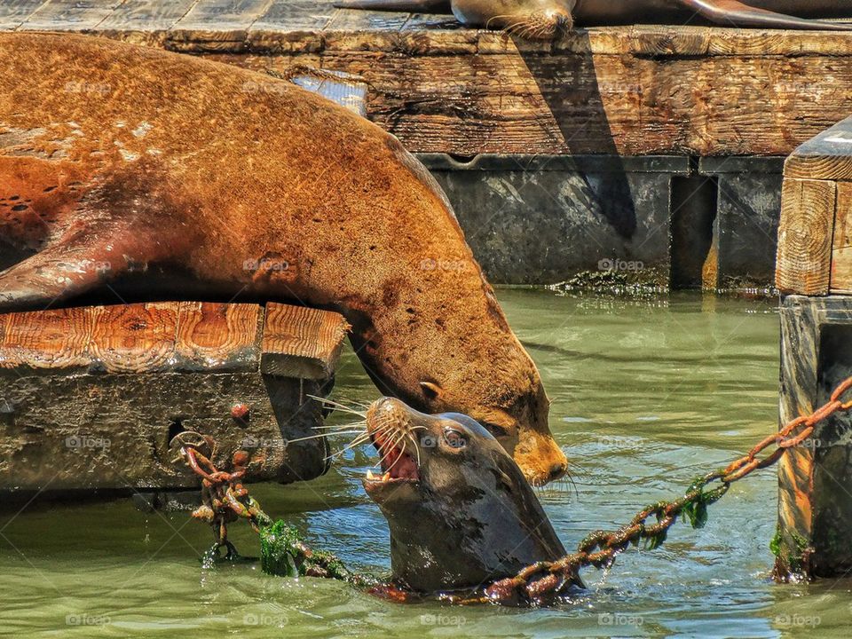 California Sea Lions at Play