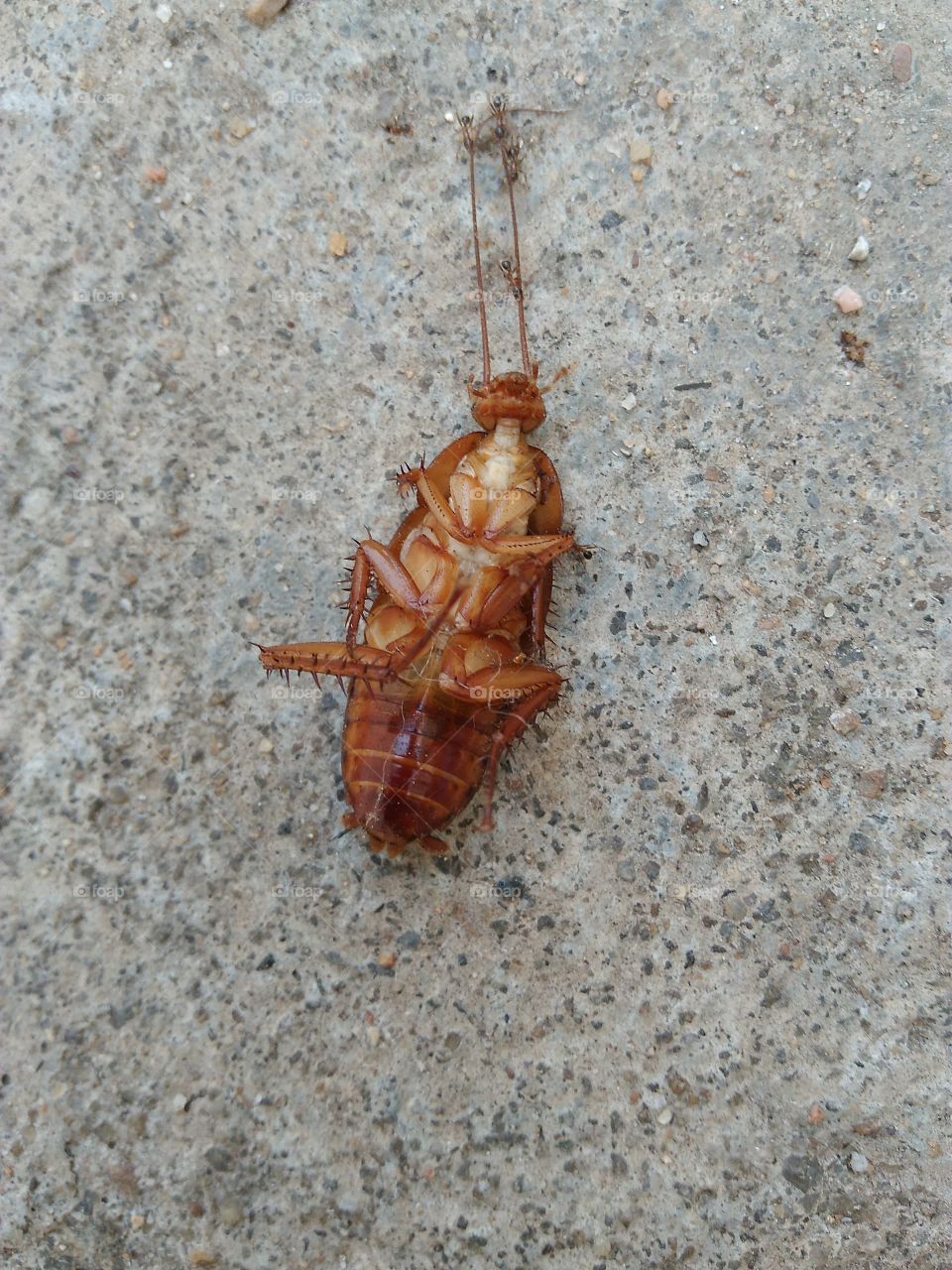 cockroach