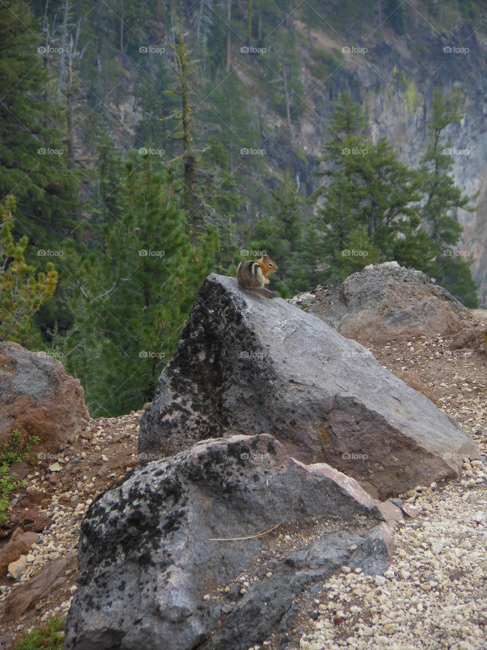 Squirrel overlooking forest