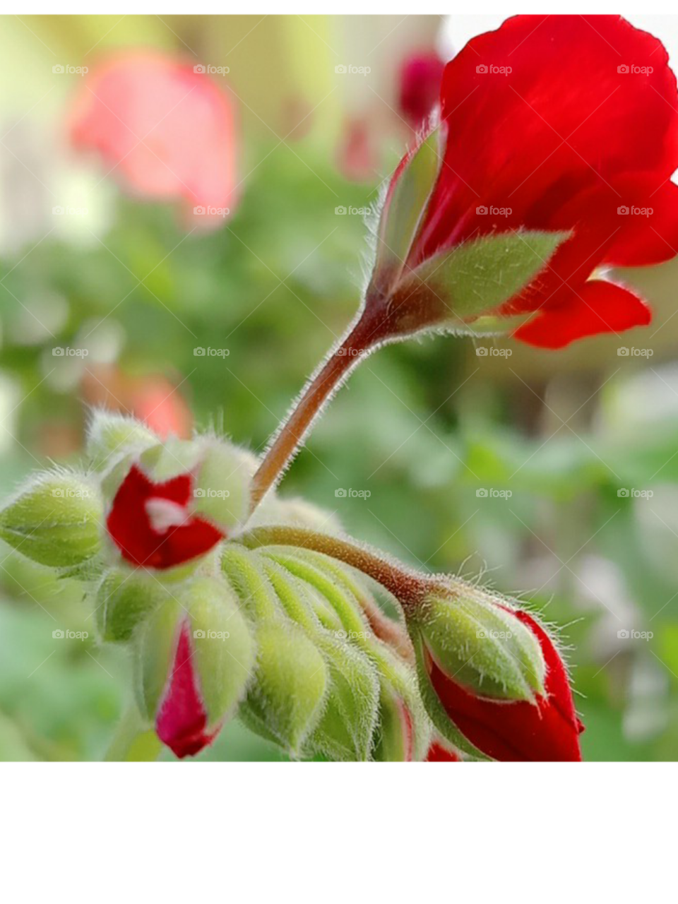 The geranium plant is a perennial herbaceous plant that is famous for its endurance of difficult conditions and for the beauty of leaves and flowers of different colors such as red, white, pink, orange and yellow.