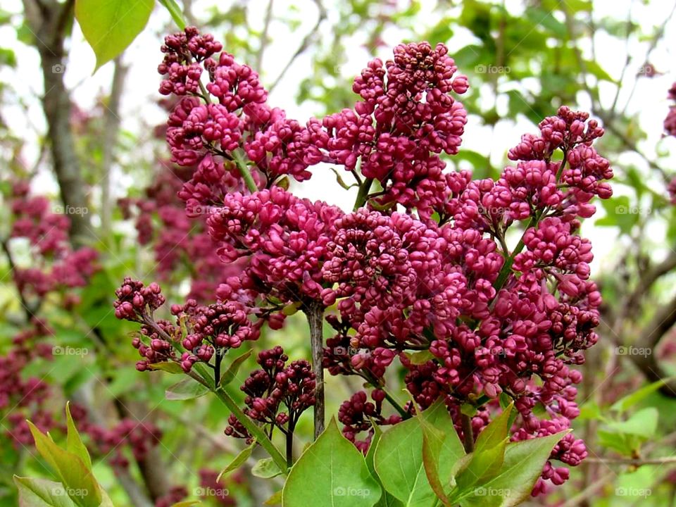 Lilacs blooming. Smell beautiful