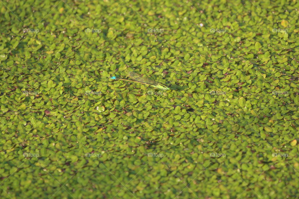 Stream Bluet Damselfly Resting While Laying Eggs in the Duckweed